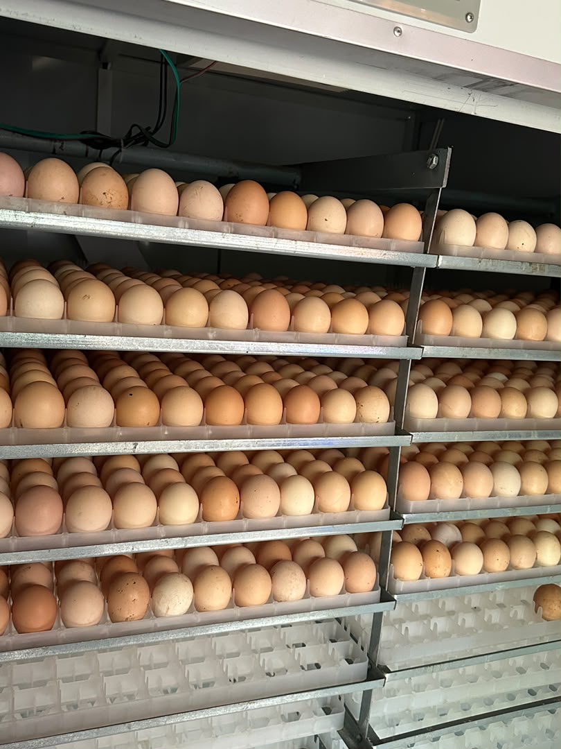 Premium Fertilised Eggs