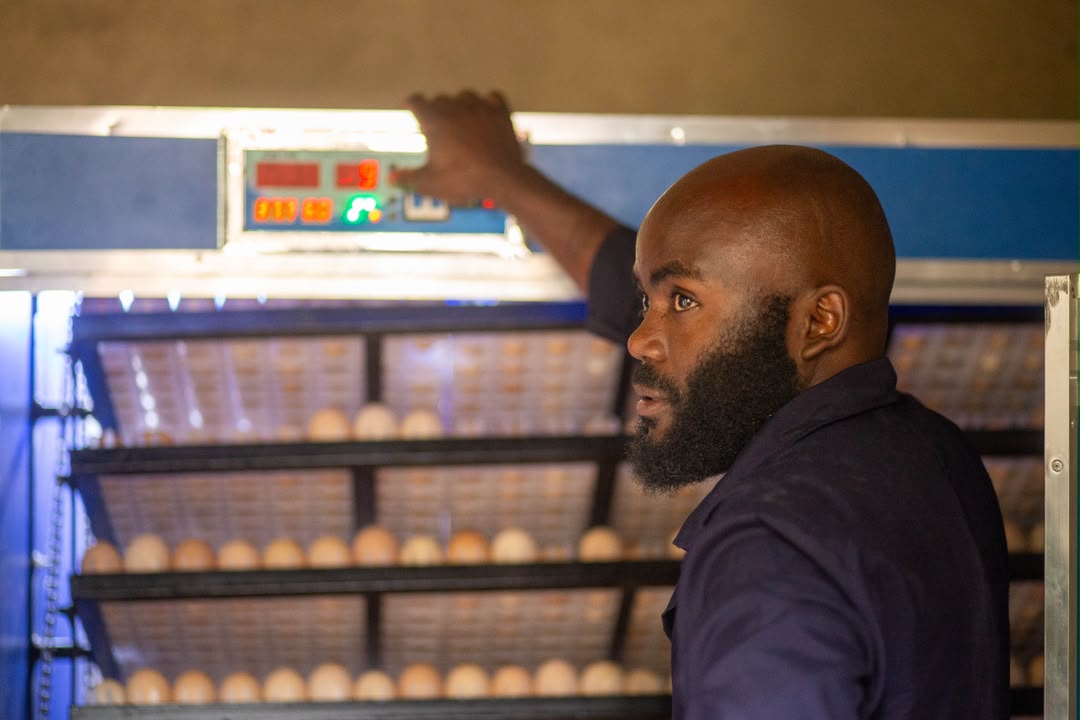 Skills Poultry Breeders founder inspecting eggs in the incubator
