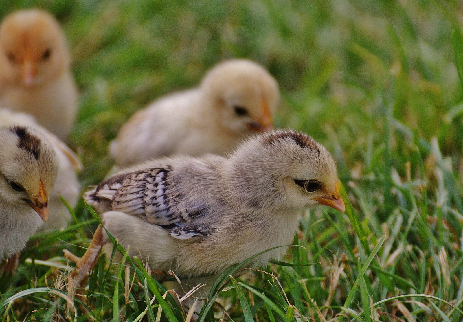 Day-Old Chicks